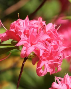 Купить Рододендрон листопадный (Азалия крупноцветковая) Хомебуш в Липецке недорого