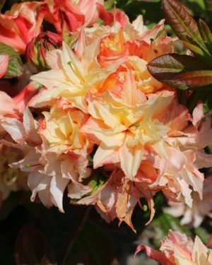 Купить Рододендрон листопадный (Азалия крупноцветковая) Кеннонс Дабл в Липецке недорого