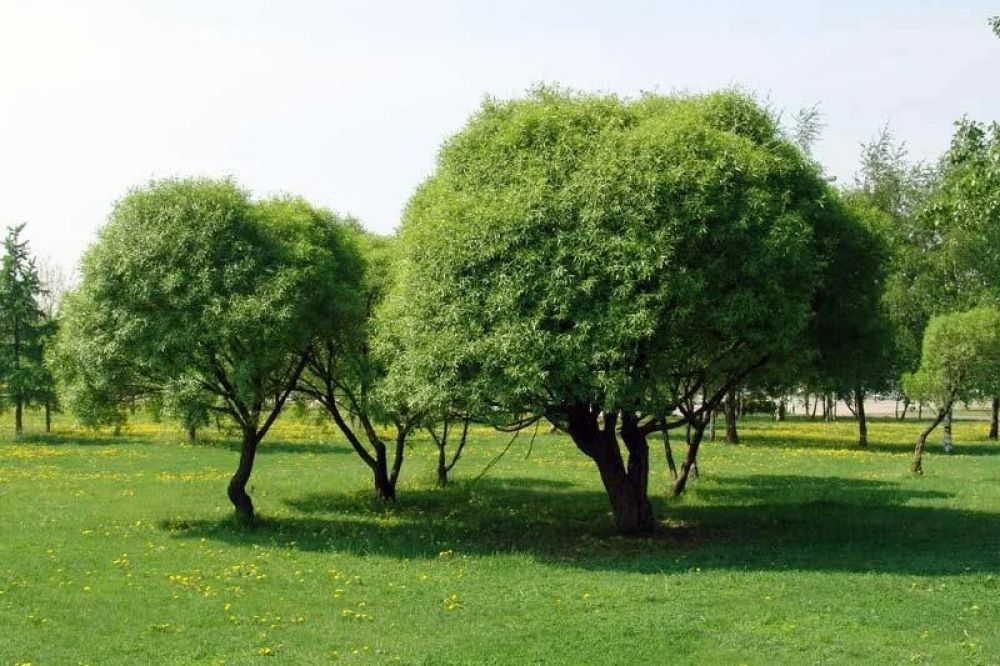 Вид ивы 3. Ива ломкая шаровидная. Ива ломкая шаровидная (Salix fragilis globosa). Ива ломкая шаровидная (Ракита). Ива ломкая (шаровидная) Salix fragilis.