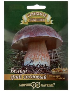 Купить грибы Белый гриб Сосновый на зерновом субстрате 5шт. в Липецке недорого