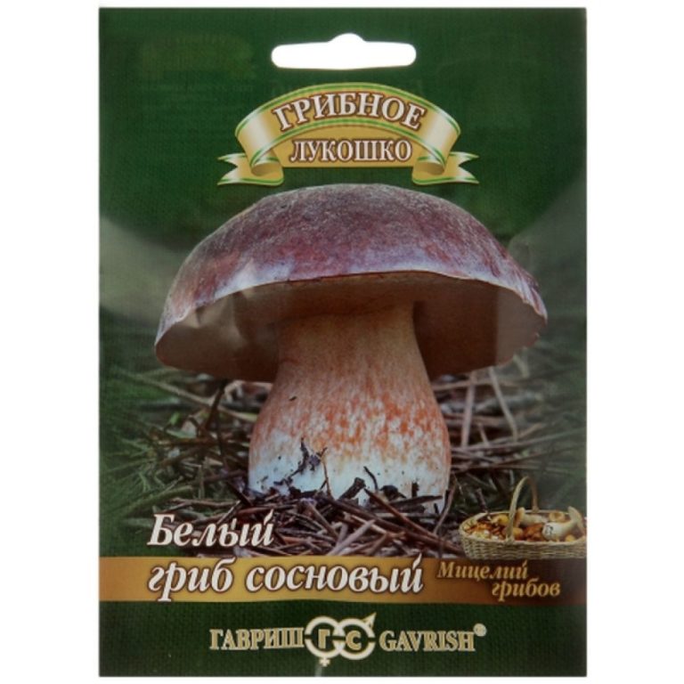 Купить грибы Белый гриб Сосновый на зерновом субстрате 5шт. в Липецке .