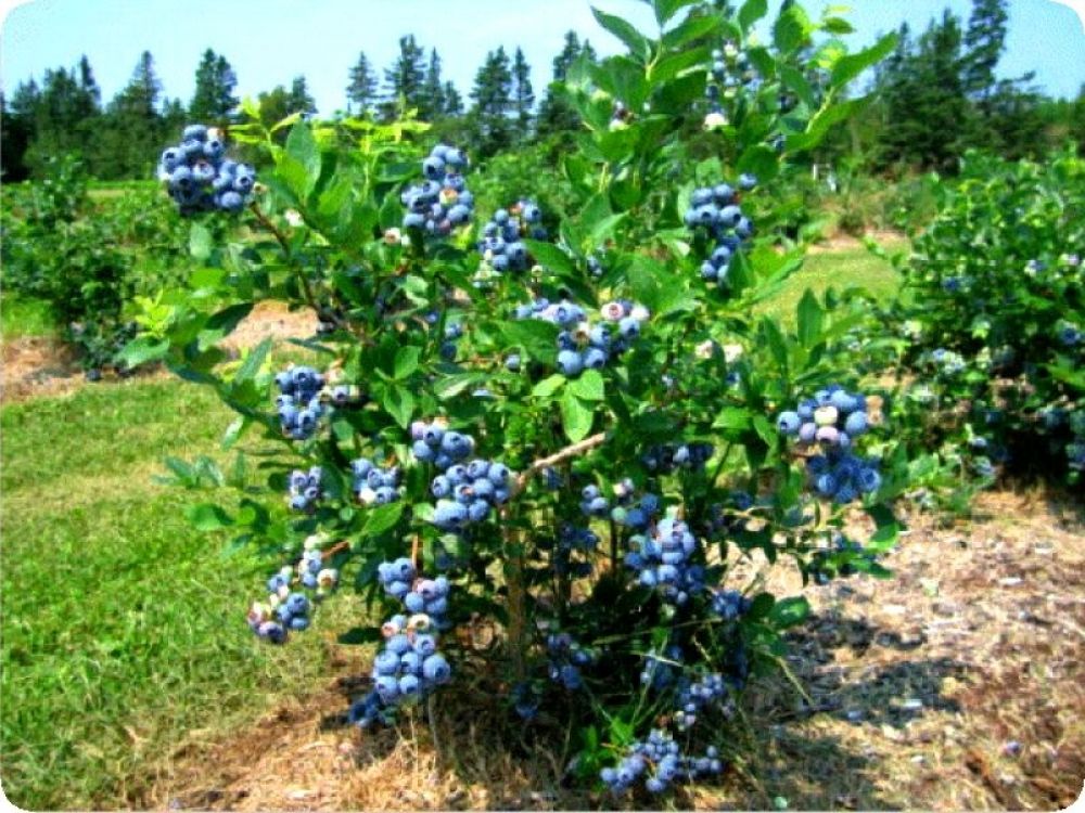 Голубика садовая сорта для подмосковья фото
