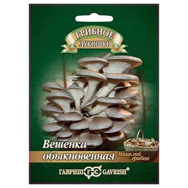 Купить грибы Вешенка обыкновенная на древесной палочке в Липецке недорого