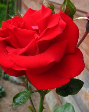 Купить Розы Сантана в Липецке недорого