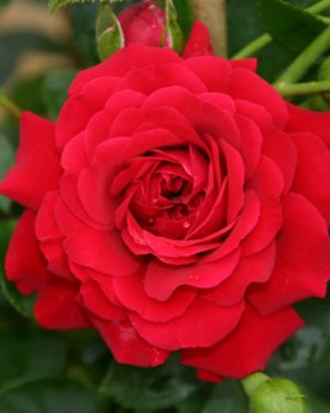 Купить Розы Гранд Эвод в Липецке недорого