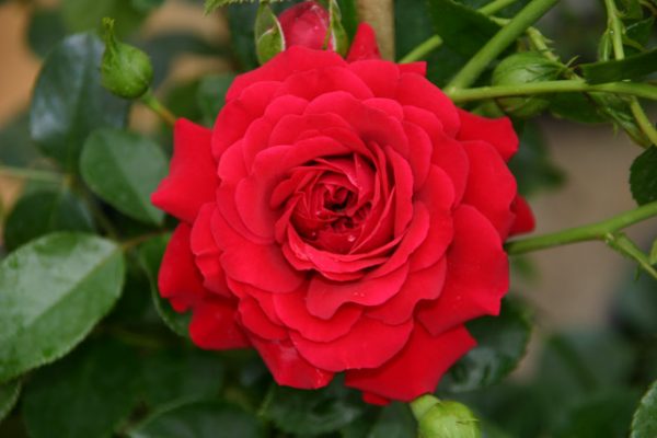 Купить Розы Гранд Эвод в Липецке недорого