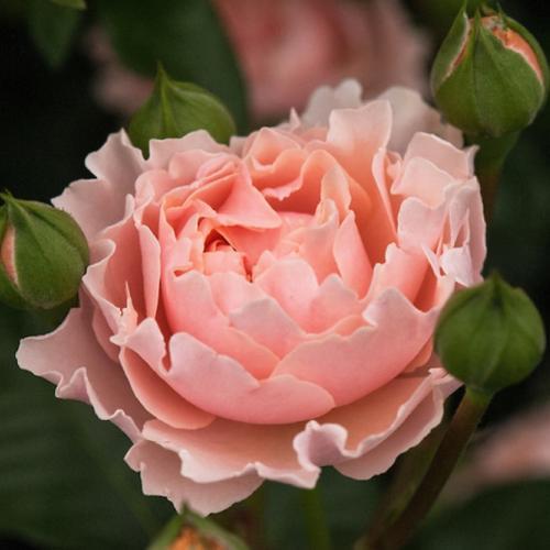 Купить Розы Туиггис Роуз в Липецке недорого
