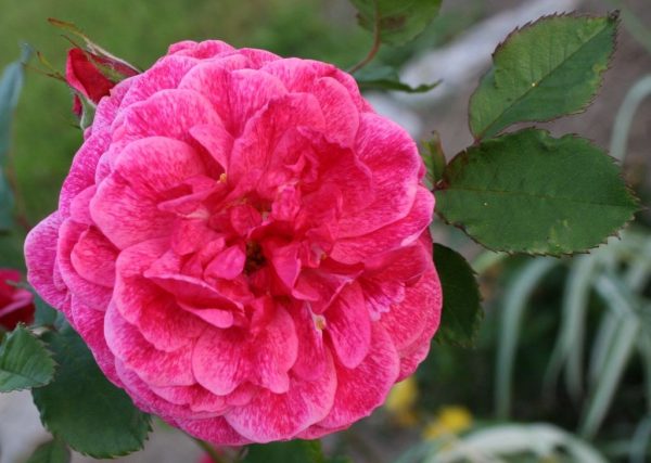 Купить Розы Моден Руби в Липецке недорого