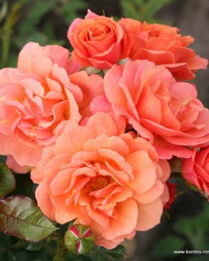 Купить Розы Ламбада в Липецке недорого
