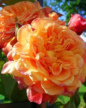 Купить Розы Алоха в Липецке недорого