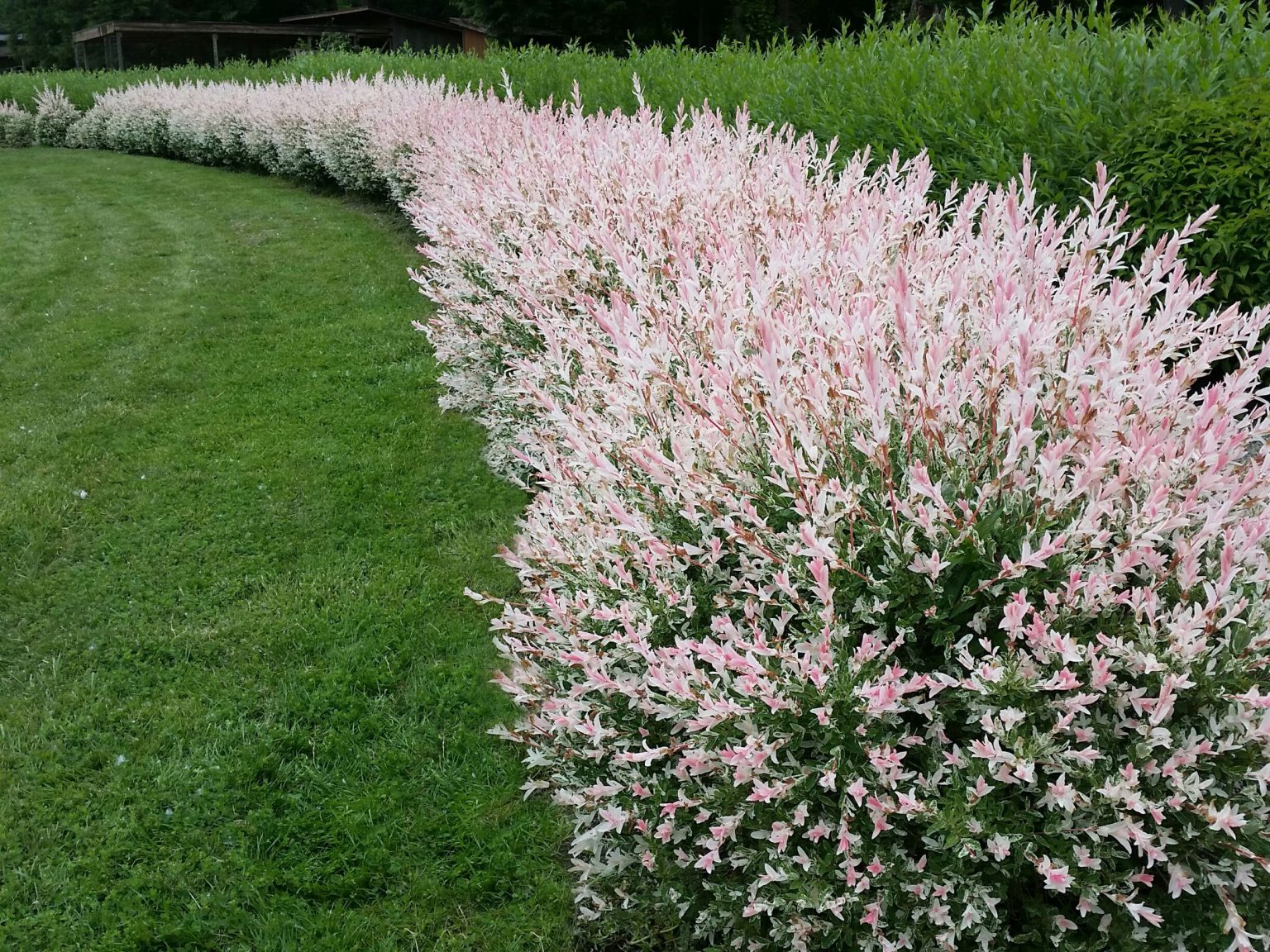 Ива цельнолистная (Salix Integra Hakuro Nishiki)