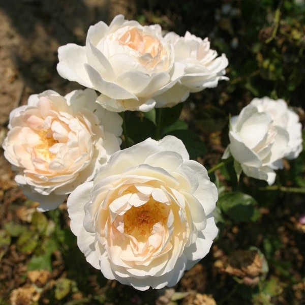 Купить Розы Марита в Липецке недорого