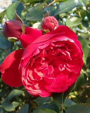 Купить Розы Флорентина в Липецке недорого