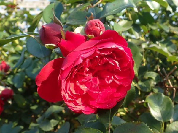 Купить Розы Флорентина в Липецке недорого