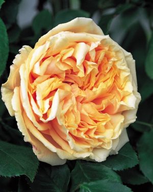 Купить Розы Глуар де Дижон в Липецке недорого