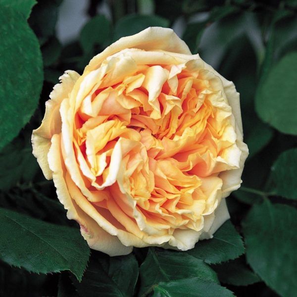 Купить Розы Глуар де Дижон в Липецке недорого