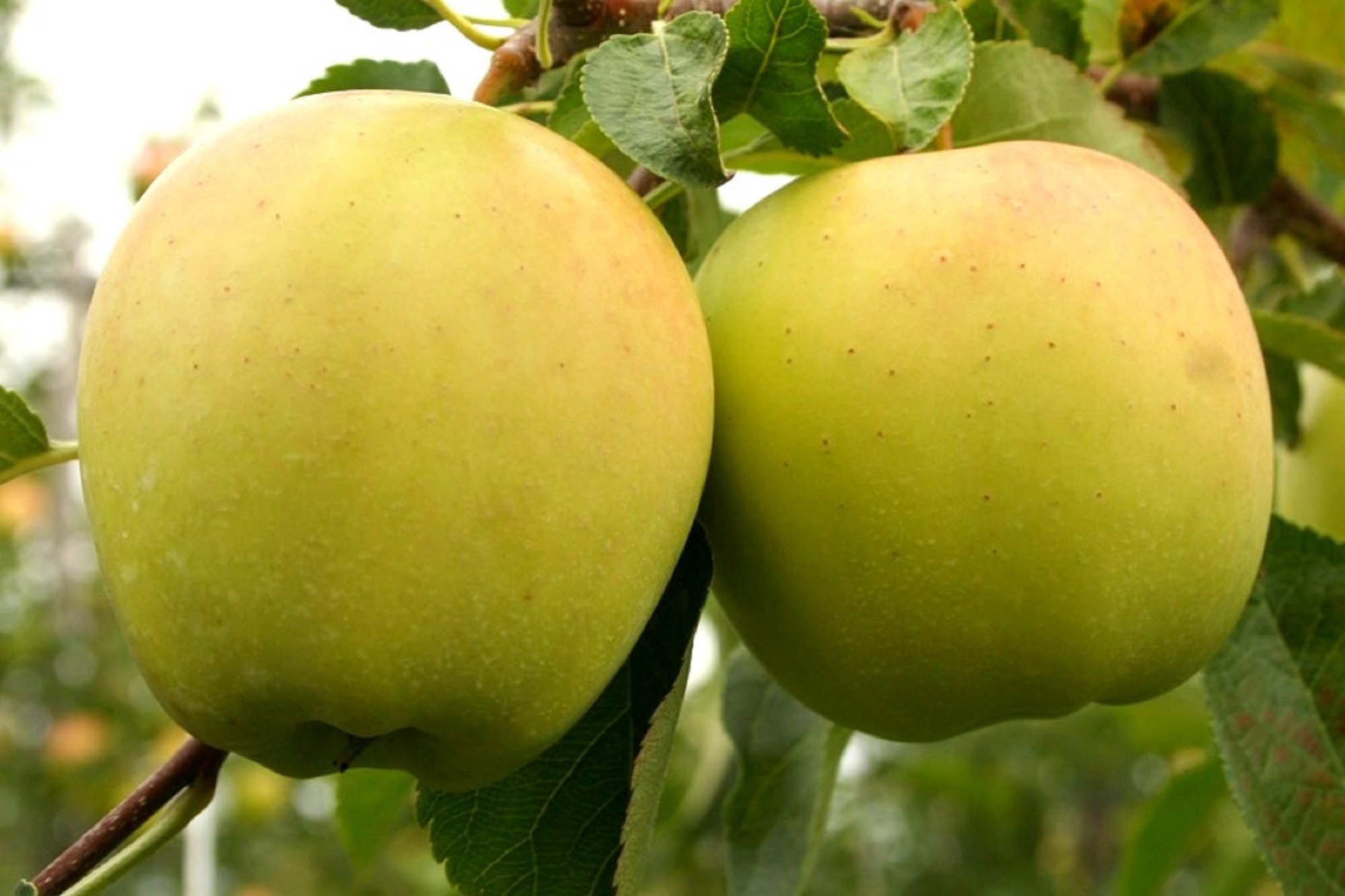 Яблоко-груша Голден Делишес