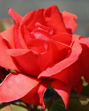 Купить Розы Моден Файэглоу в Липецке недорого