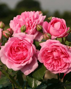 Купить Розы Суит Лагуна в Липецке недорого