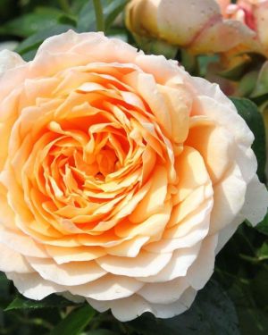 Купить Розы Джинже Силабаб в Липецке недорого