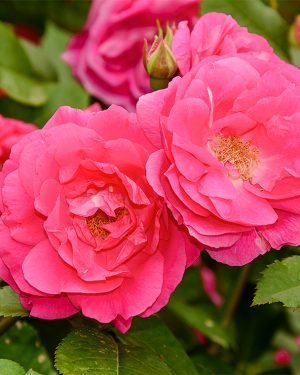 Купить Розы Моден Сентэниэл в Липецке недорого