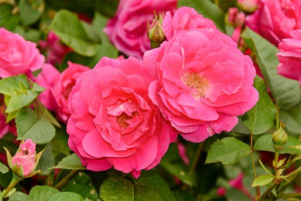 Купить Розы Моден Сентэниэл в Липецке недорого