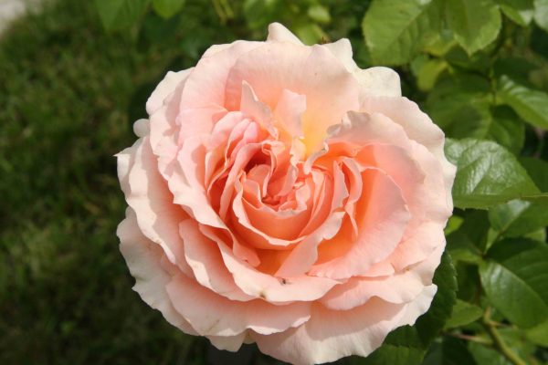 Купить Розы Полька в Липецке недорого
