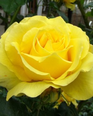 Купить Розы Римоза в Липецке недорого