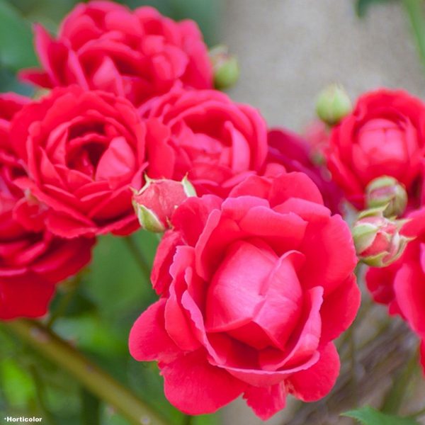 Купить Розы Пол Скарлет Клаймбер в Липецке недорого