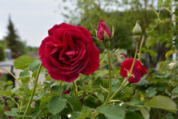 Купить Розы Катбет Грант в Липецке недорого