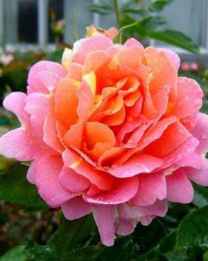 Купить Розы Роз де Систерсьен в Липецке недорого