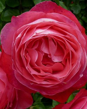 Купить Розы Розанна в Липецке недорого