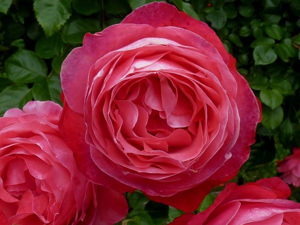 Купить Розы Розанна в Липецке недорого