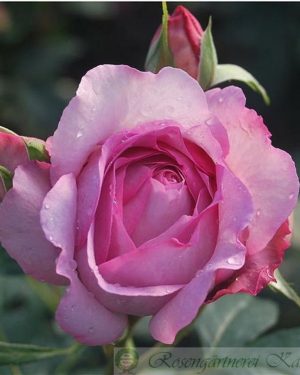 Купить Розы Сувенир де Луи Амадо в Липецке недорого