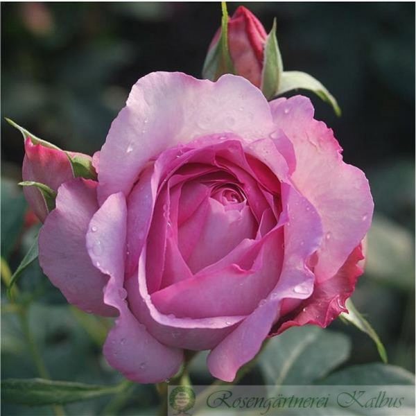 Купить Розы Сувенир де Луи Амадо в Липецке недорого