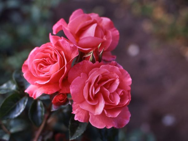 Купить Розы Розэнрэсли в Липецке недорого