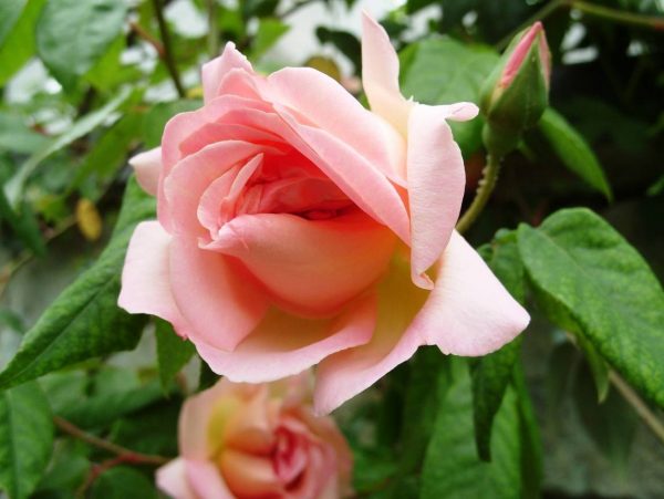 Купить Розы ГРАФИНЯ ВОРОНЦОВА в Липецке недорого