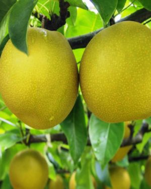 Купить Яблоню Зимнее лимонное в Липецке недорого